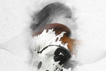 17 de julho é o Dia Internacional do Nelore. Data é criada pelas associações de criadores do Brasil e do Paraguai