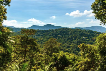 Glenis Gomes Steckel alerta para a importância da polinização na preservação ambiental e na agricultura