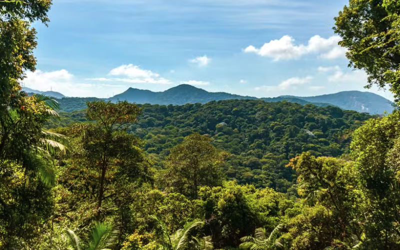 Glenis Gomes Steckel alerta para a importância da polinização na preservação ambiental e na agricultura