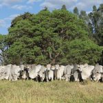 ACNB chancela 27º Megaleilão da CFM como leilão oficial da raça Nelore