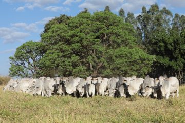 ACNB chancela 27º Megaleilão da CFM como leilão oficial da raça Nelore