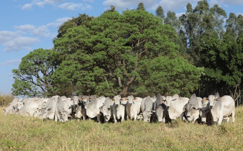 ACNB chancela 27º Megaleilão da CFM como leilão oficial da raça Nelore