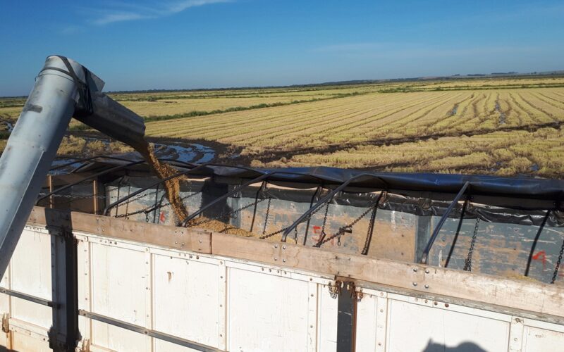 Conab implementa ações para impulsionar mercado de arroz e fortalecer agricultura