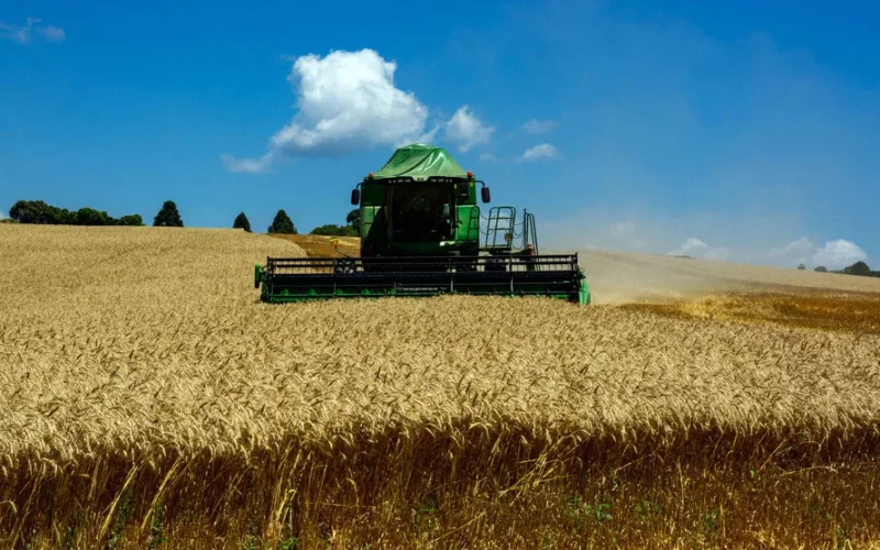 Conab realizará leilões para escoar estoques de trigo e arroz
