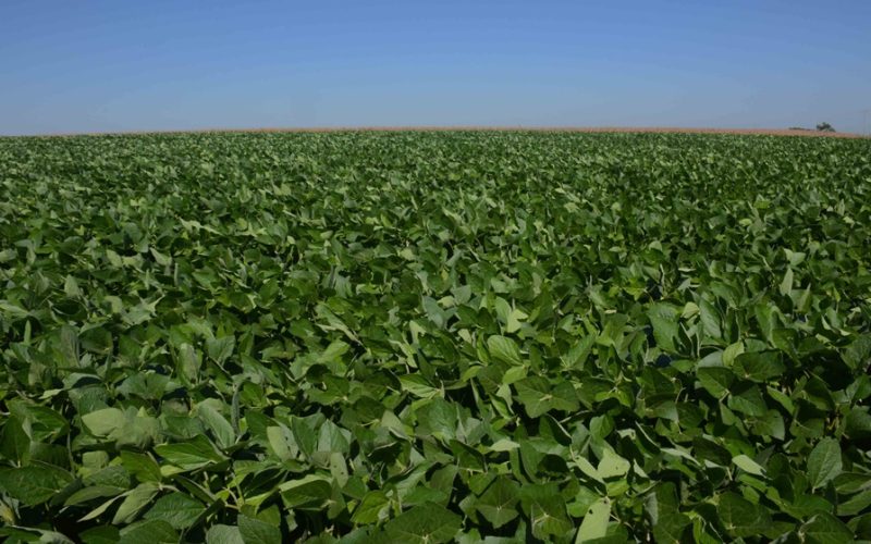 Informativo indica que chuvas amenizam pressão sobre plantações de soja no Rio Grande do Sul
