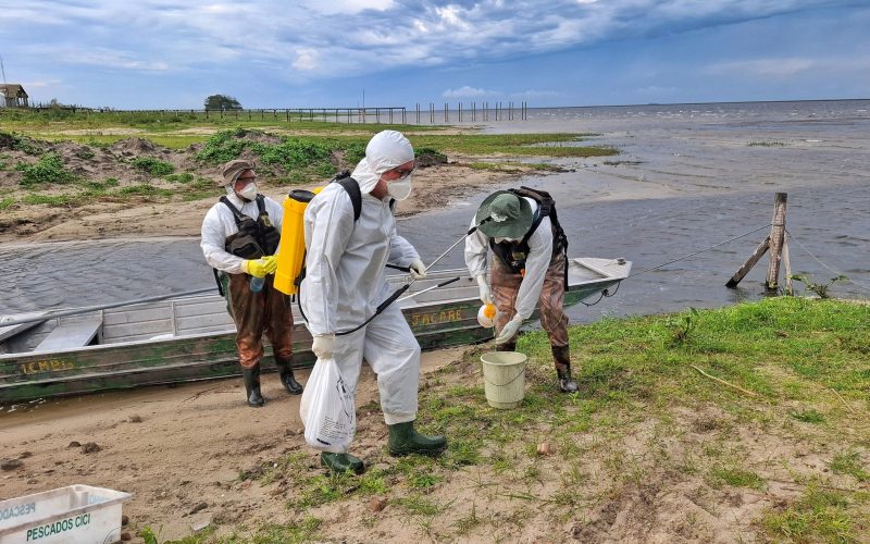 Aumenta para 23 o número de aves silvestres com gripe aviária no Sul do Rio Grande do Sul