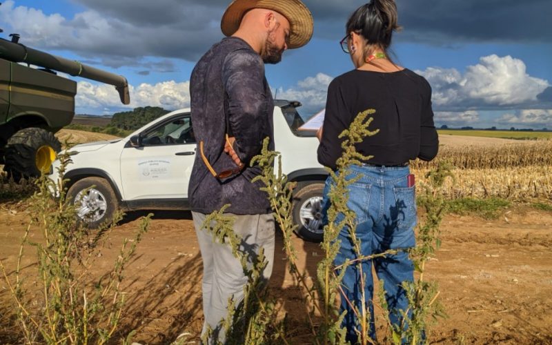 Seapi afasta ameaça da caruru-gigante no RS, mas resistência da planta gera preocupação nas plantações