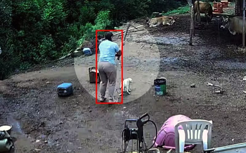Suspeita de assassinar cão com picareta é detida novamente em Porto Alegre